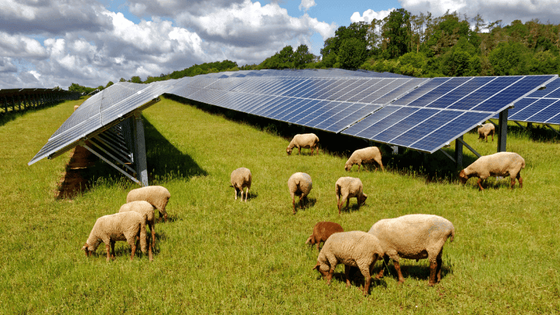 approvisionnement en eau solaire pour le bétail (1)
